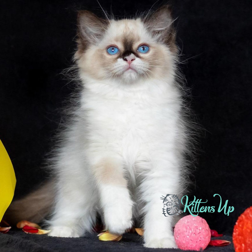 Ragdoll