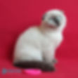 Scottish Fold