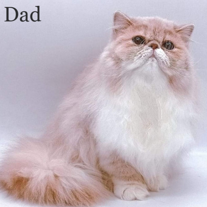 Thumbnail: Exotic shorthair