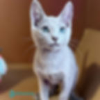 Thumbnail: 584 Garfild (R) purebred Russian blue male kitten