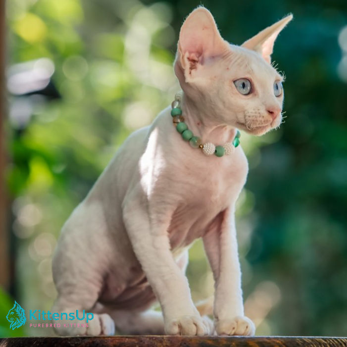 Devon Rex