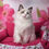 Thumbnail: 117 Rose (R) Ragdoll female kitten