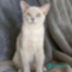 Burmese