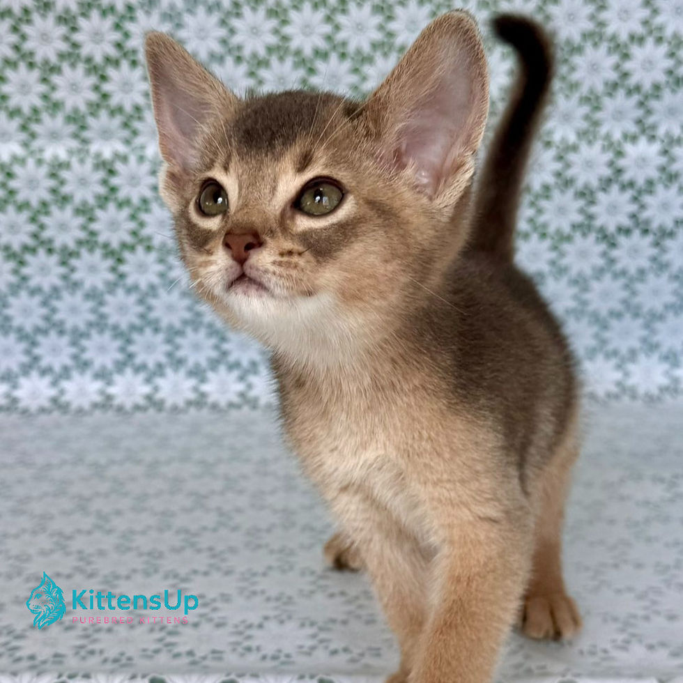 Abyssinian