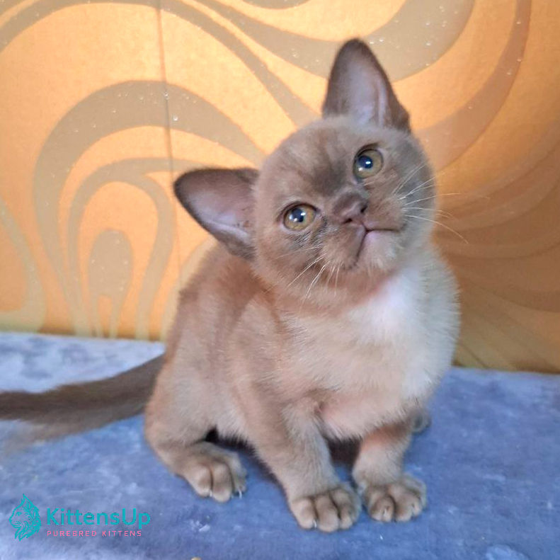 Thumbnail: Burmese