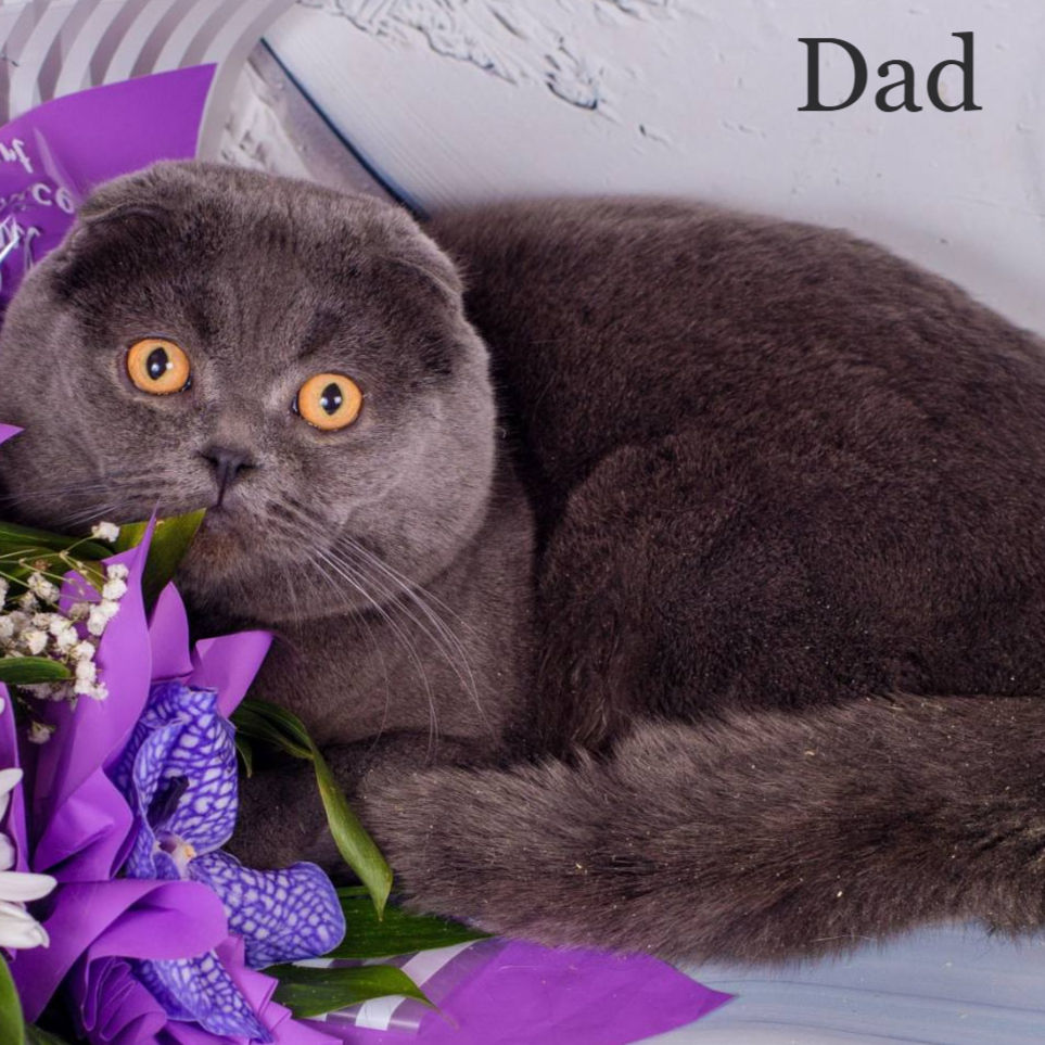 Thumbnail: Scottish Fold