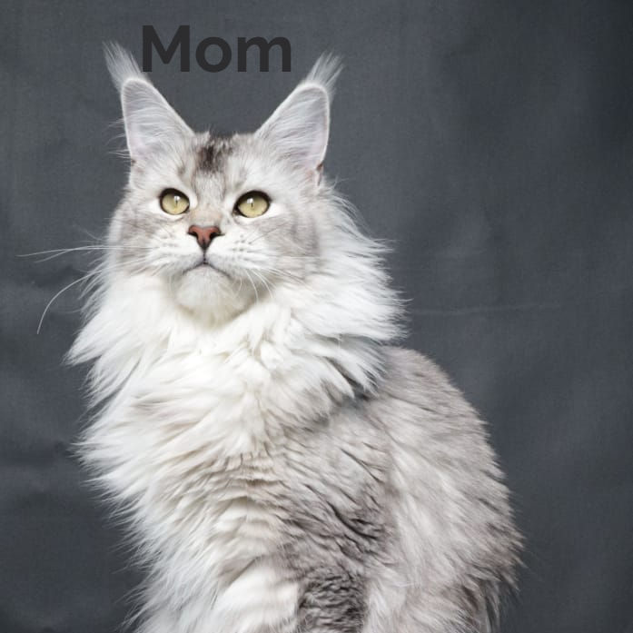 Thumbnail: 691 Hades Polydactyl 7/7/6/6 (R) Maine Coon male kitten