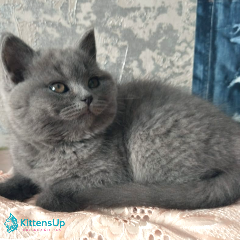 British shorthair