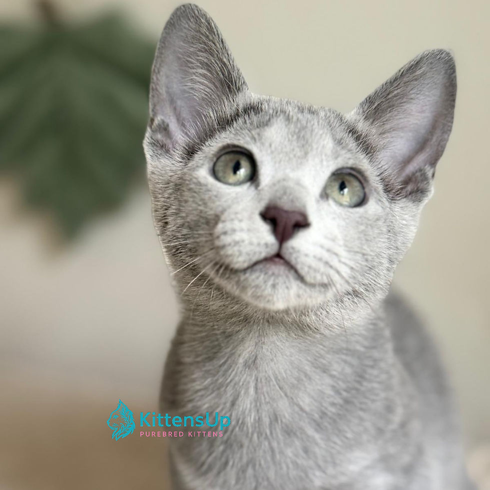 Thumbnail: Russian blue