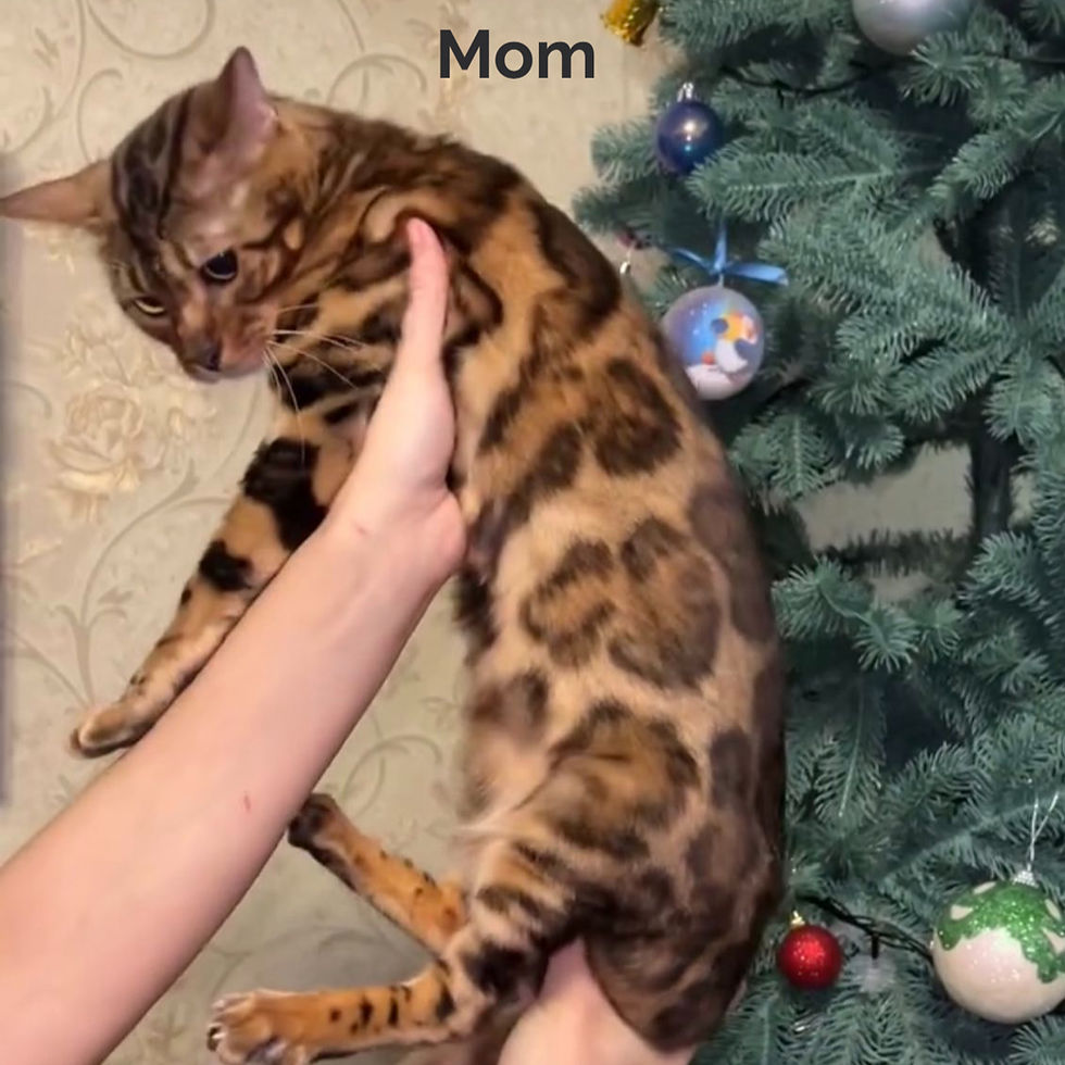 Thumbnail: Benengal