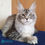 Thumbnail: Maine Coon