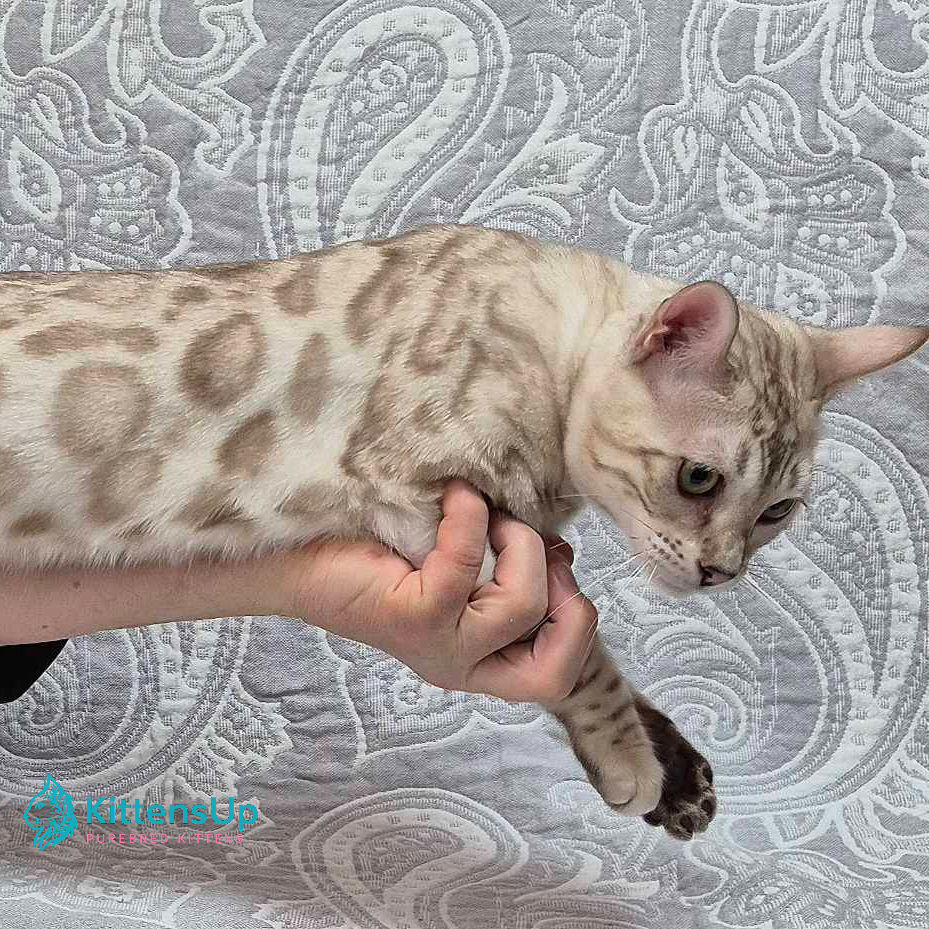 Thumbnail: Bengal