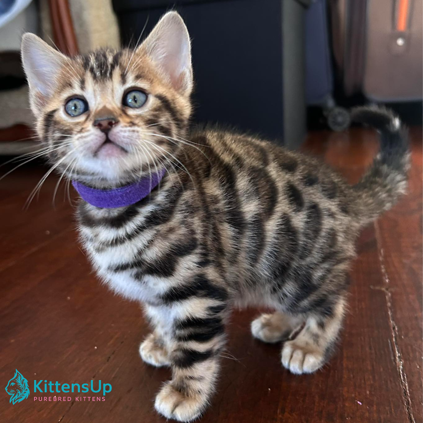 109 Barni (U) purebred Bengal female kitten