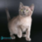 Burmese
