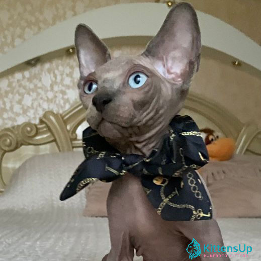 Thumbnail: Sphynx