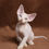 Thumbnail: 255 Businka (R) Devon Rex female kitten