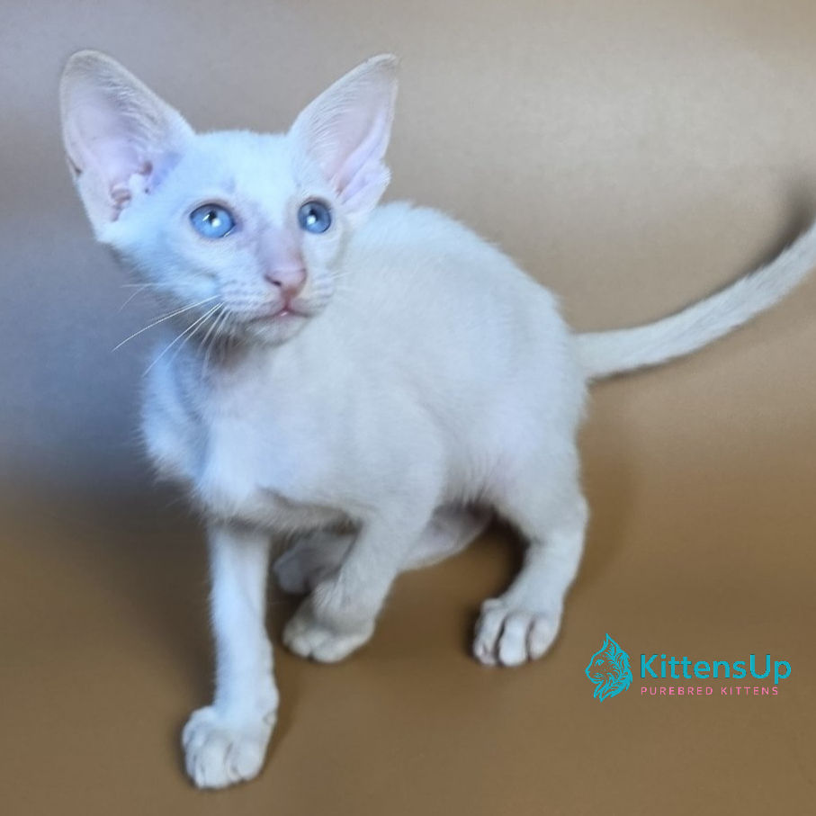 Siamese