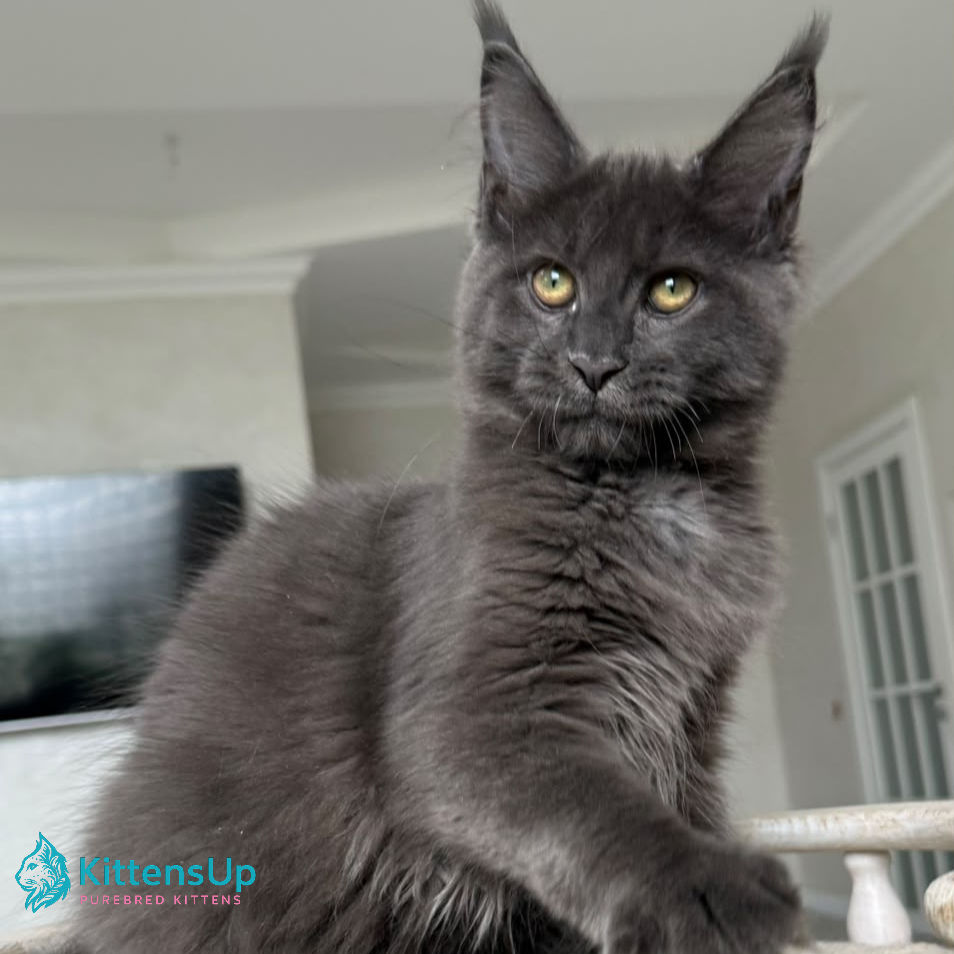 Maine Coon