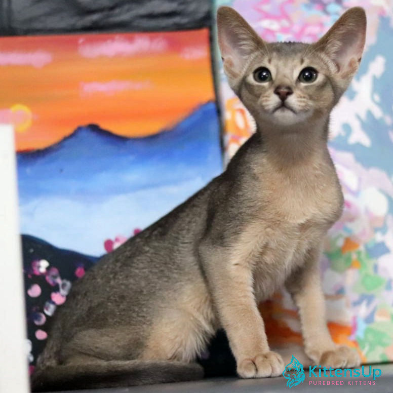 Abyssinian