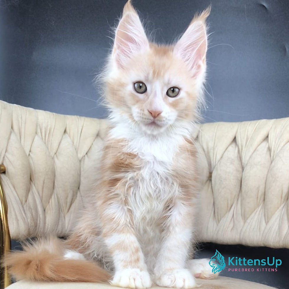 Maine Coon