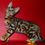 Thumbnail: 556 Archi (U) purebred Bengal male kitten