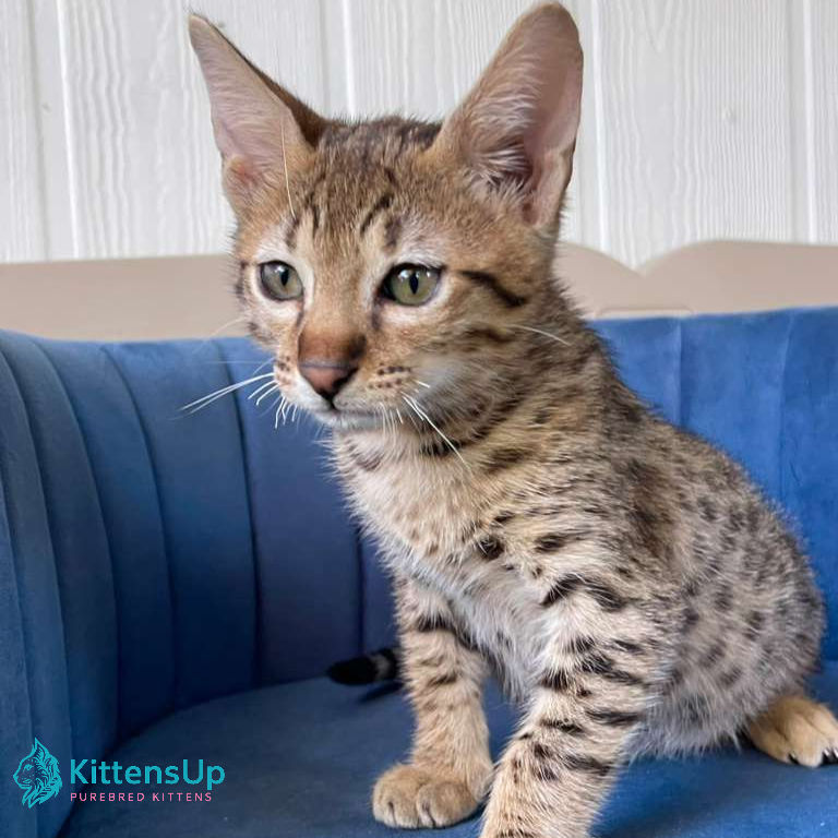 Thumbnail: 228 F7 (FL) purebred Savannah F7 male kitten