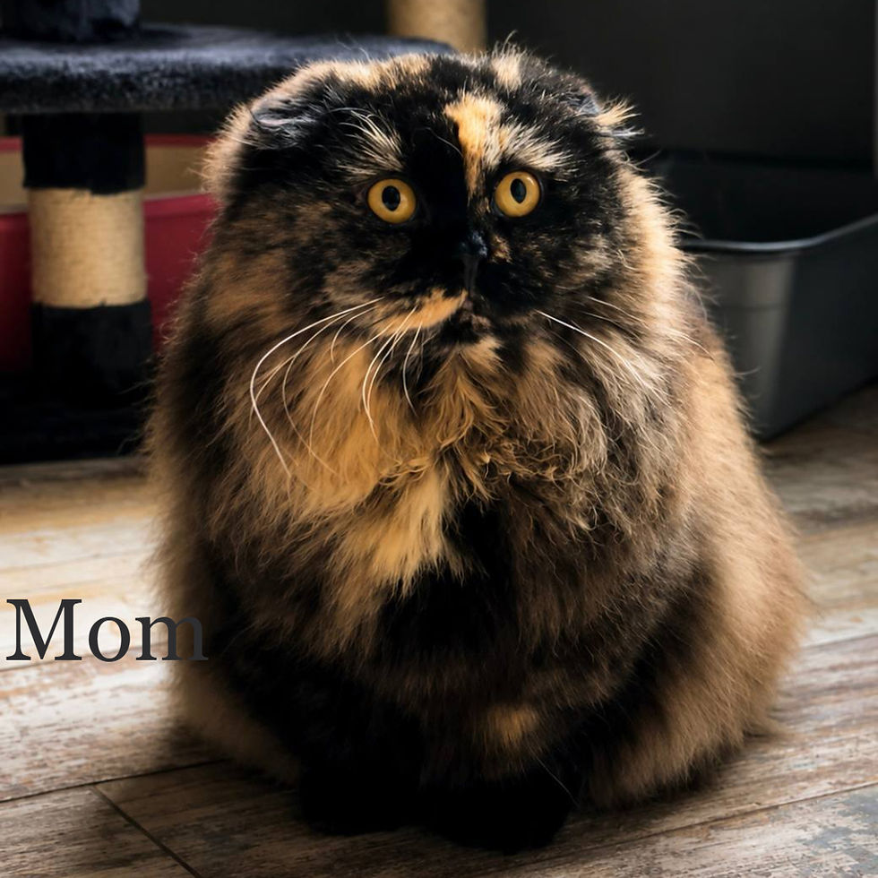 Thumbnail: Munchkin shorthair