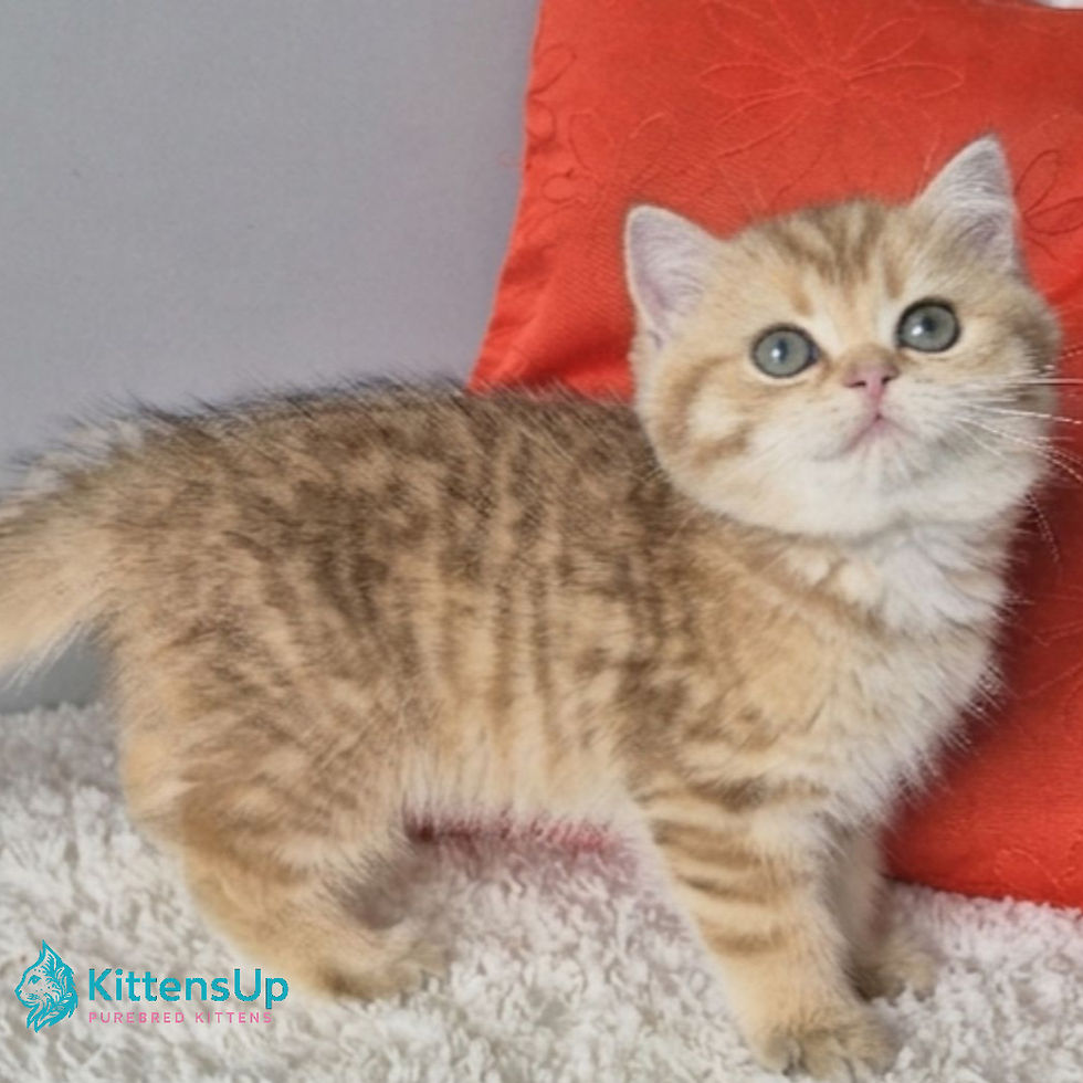 Thumbnail: British shorthair