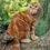 Thumbnail: 097 Ferrero Rocher (U) Scottish Fold shorthair male kitten