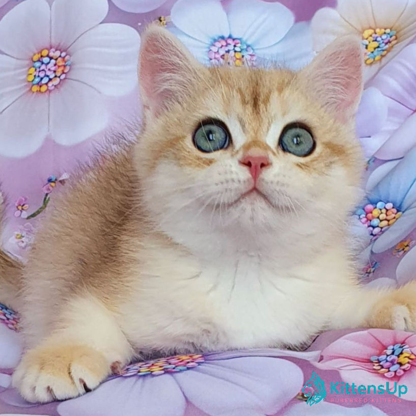 Thumbnail: British shorthair