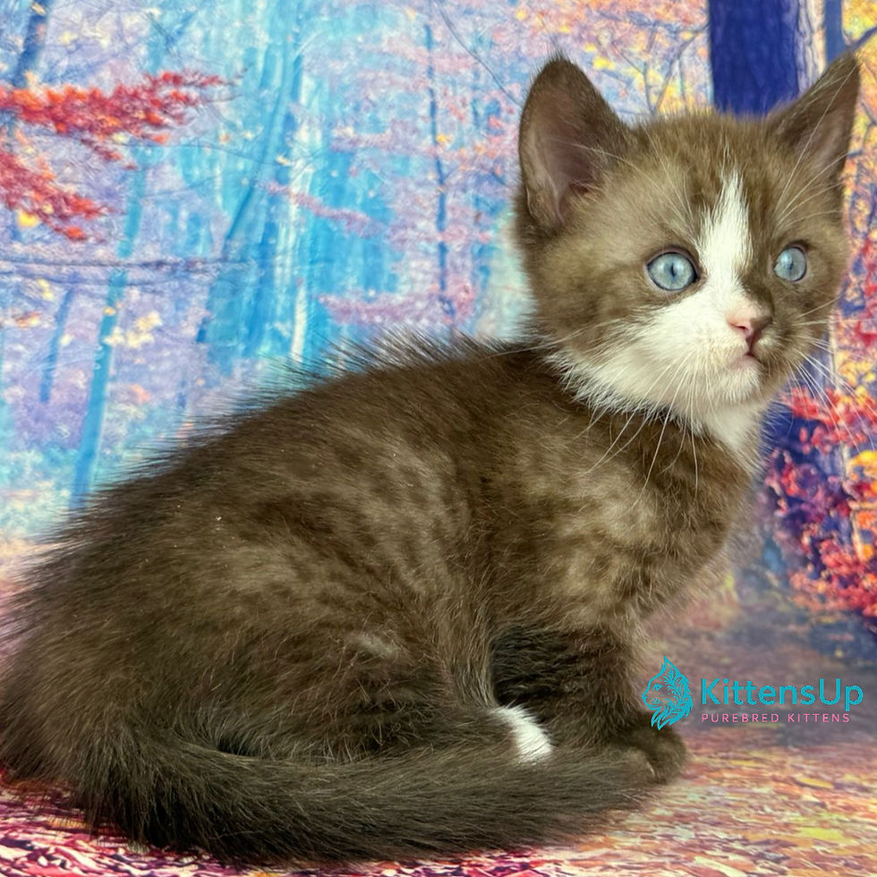 Thumbnail: 310 Gary (R) Munchkin shorthair male kitten