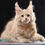 Thumbnail: Maine Coon