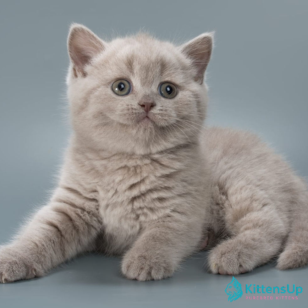 British shorthair