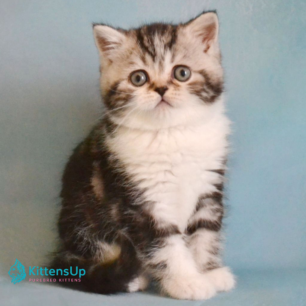 005 Lord (U) Scottish Straight shorthair male kitten