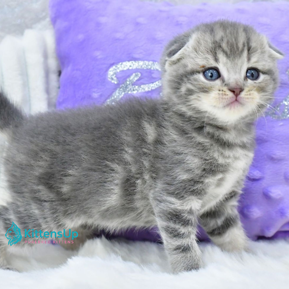 Scottish Fold