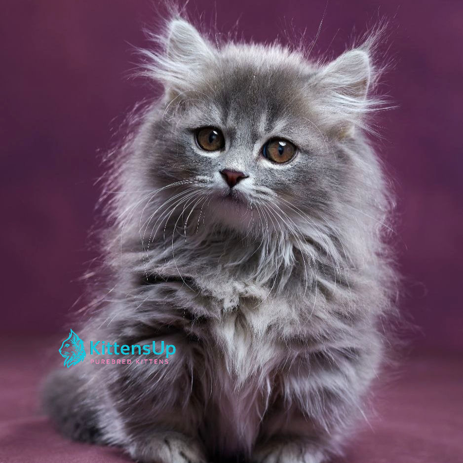 Munchkin