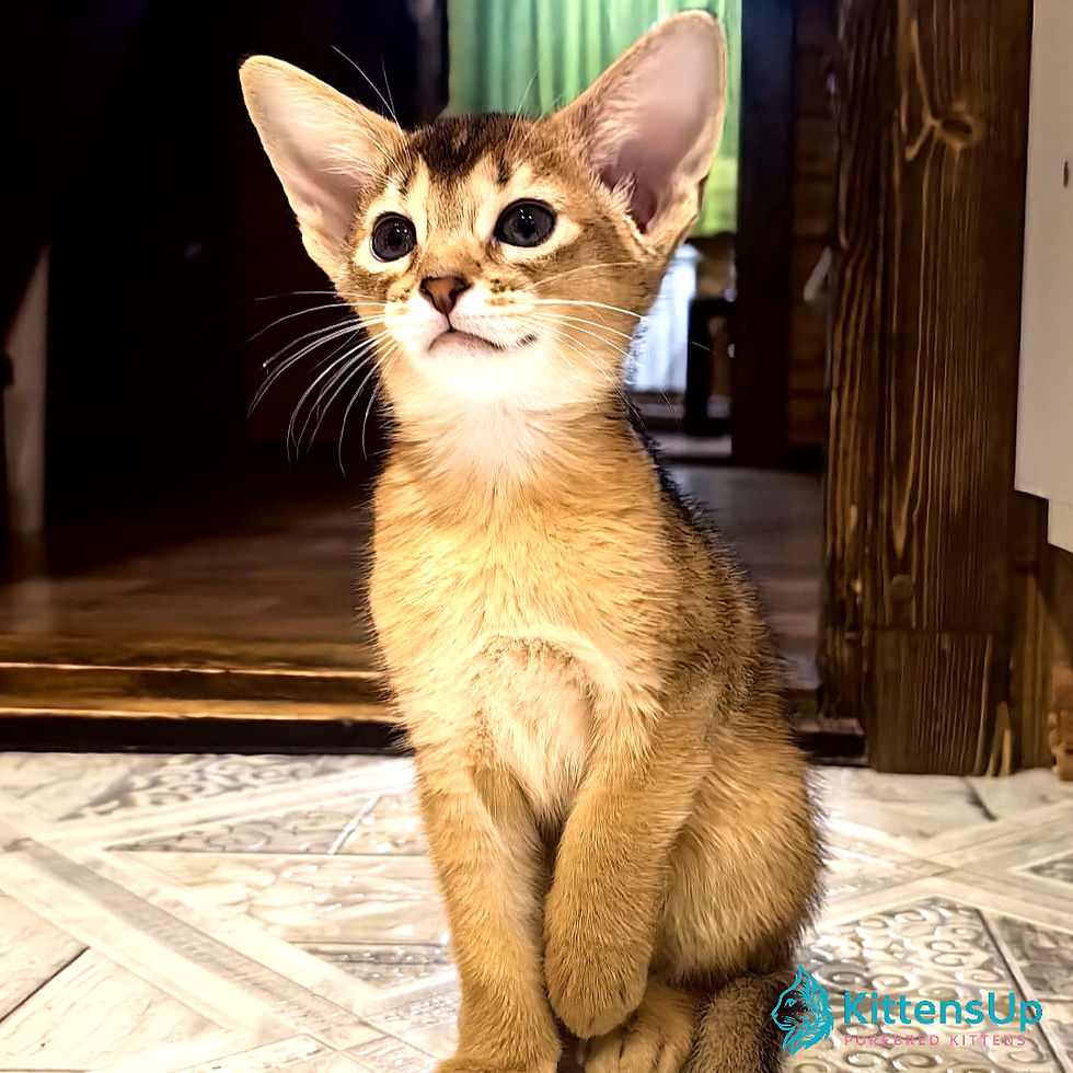 Abyssinian