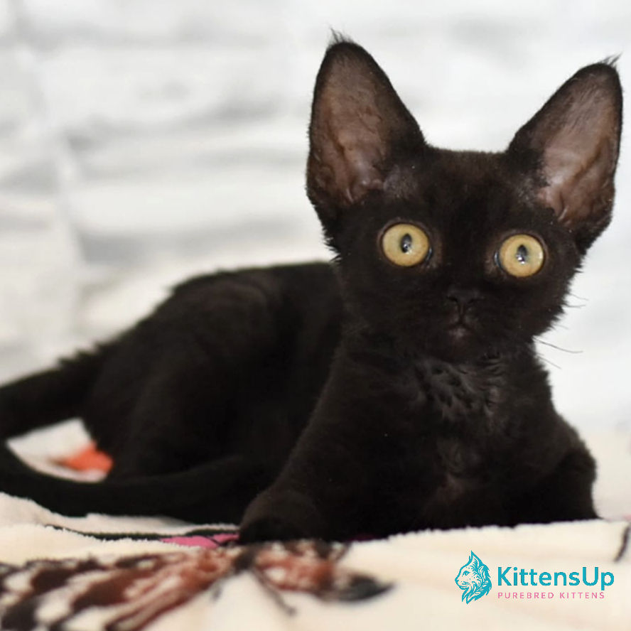 Thumbnail: Devon Rex
