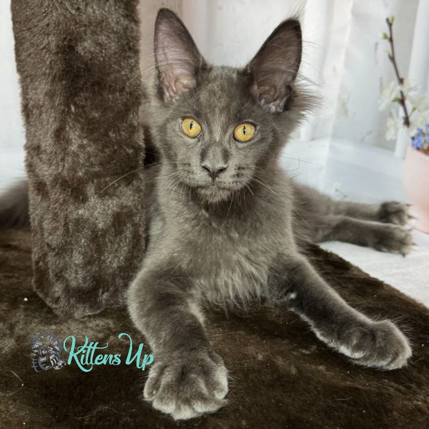 Thumbnail: Maine Coon