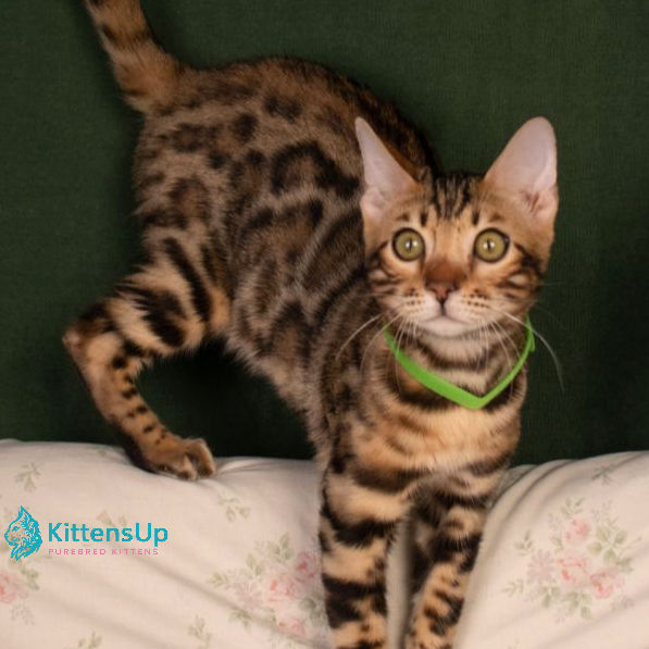Bengal