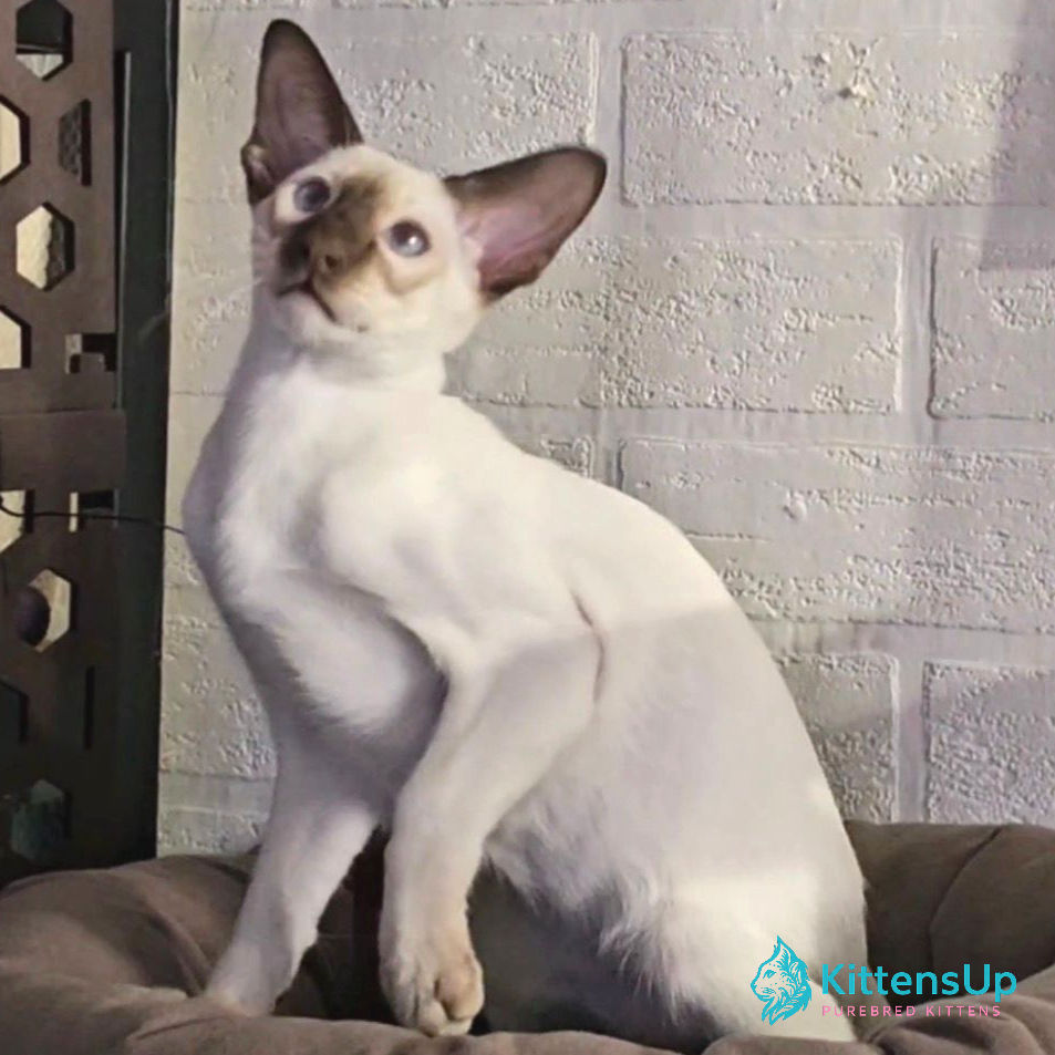 Siamese