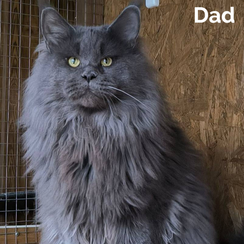 Thumbnail: Maine Coon