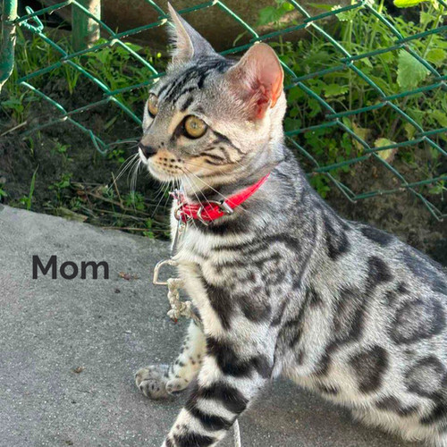 Striped Snowy Bengal Kitten 305 Dreama (BL) Purebred Bengal Female