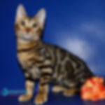 Bengal