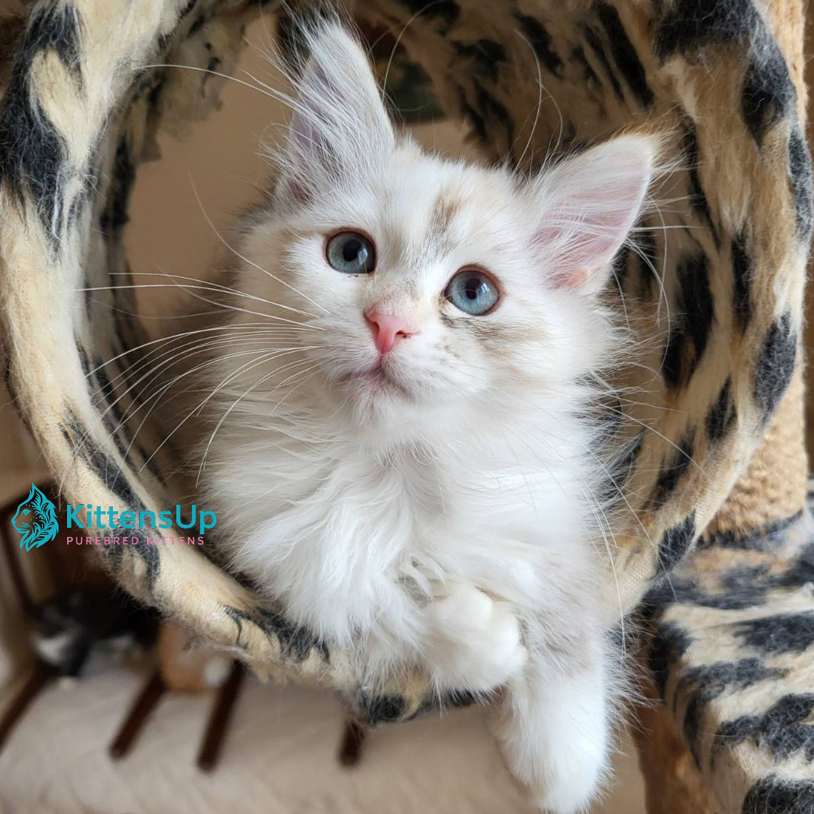 Siberian