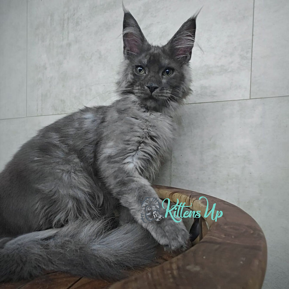 Maine Coon