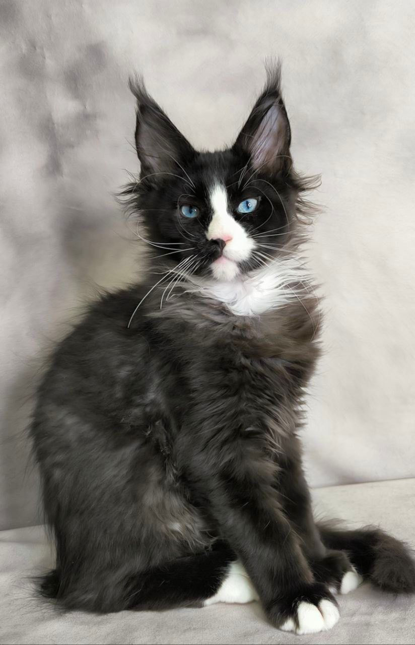Thumbnail: Maine Coon