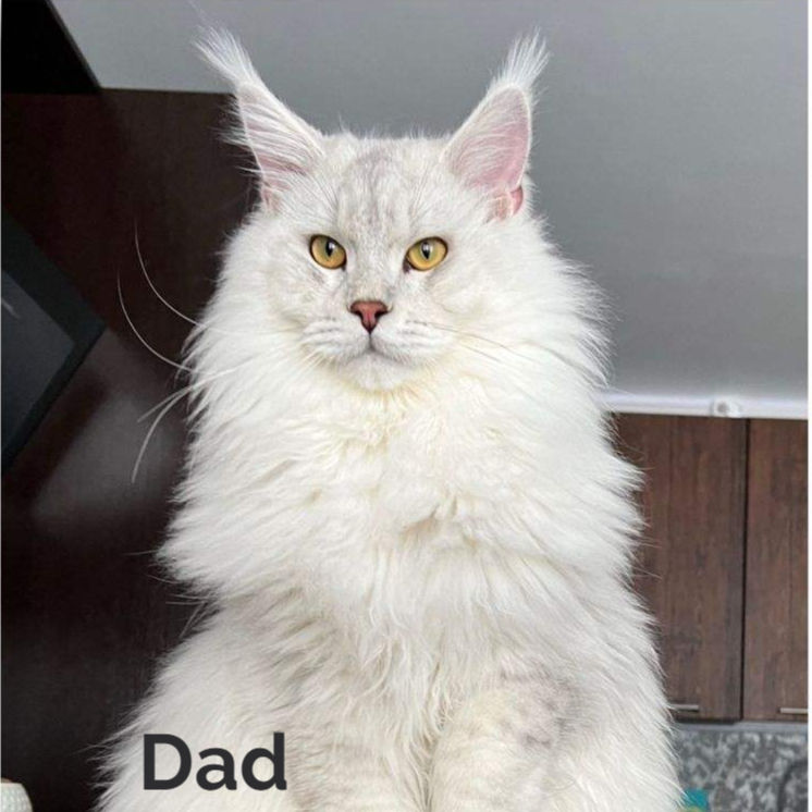 Thumbnail: Maine Coon