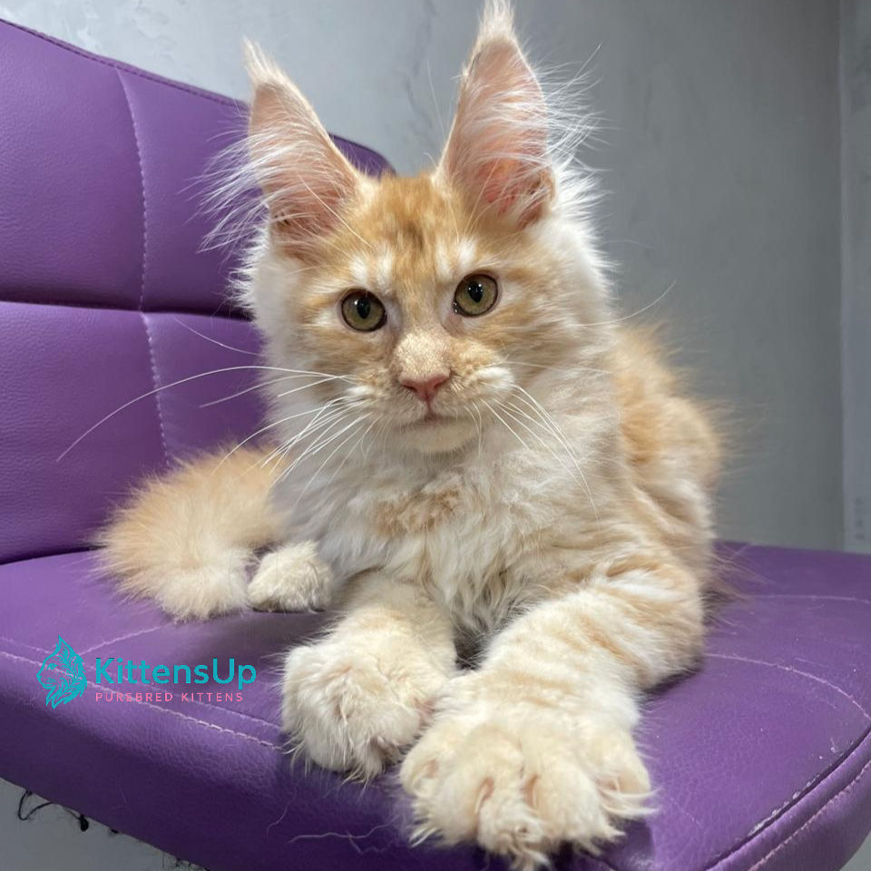 Maine Coon