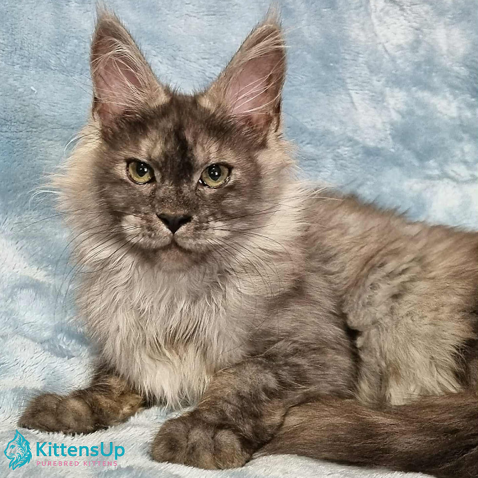 Maine Coon
